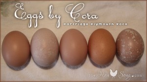 EggsByCora2